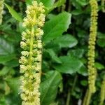 Itea ilicifolia Кветка