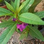 Impatiens balsamina Hoja