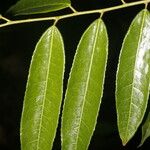 Mabea montana Leaf