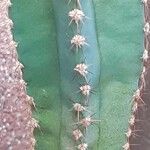 Cereus hildmannianus Folha