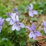 Viola reichenbachiana Blomma