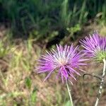 Galactites tomentosusLorea