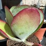 Cotyledon orbiculata برگ