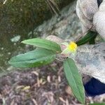 Hibbertia dentata Blatt