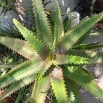 Aloe elgonica Hoja