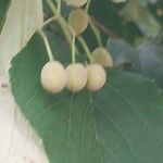 Tilia tomentosa Fruit