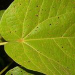 Christiana africana Hoja