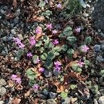 Cyclamen coum Hàbitat