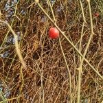 Capparis decidua Fruit