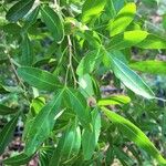 Searsia gueinzii Leaf