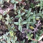 Teucrium chamaedrys List