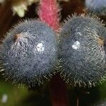 Miconia nervosa Fruit