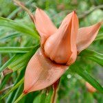 Freycinetia cumingiana Flor