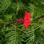 Ipomoea quamoclit Blomst