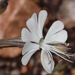 Silene italica Blüte