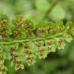 Asplenium fontanum Plod