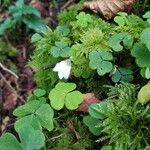 Oxalis acetosellaFlower