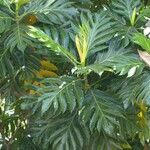 Artocarpus altilis Plante entière