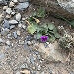 Viola adunca Květ