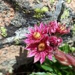 Sempervivum arachnoideum Floare