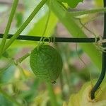 Melothria scabra Fruit