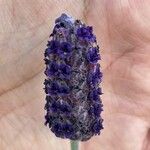 Lavandula stoechas Blüte