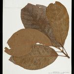 Tovomita longifolia 葉