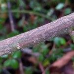 Euonymus japonicus Coajă