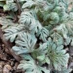 Teucrium botrys List