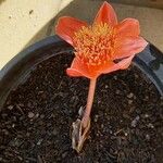 Haemanthus coccineus Květ