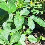 Dahlia × hortensis Leaf