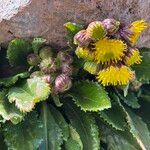 Senecio violifolius 花