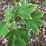 Acer diabolicum Leaf