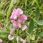 Lathyrus heterophyllus Flower