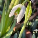 Galanthus × valentinei Flower