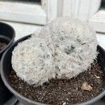 Mammillaria plumosa Агульны выгляд