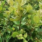 Psorospermum febrifugum Blatt