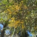 Acacia saligna Цвят