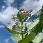 Calotropis procera फूल