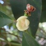 Garcinia pedicellata Fruto