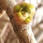 Ginkgo biloba Flower