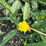 Corchorus trilocularis Flor