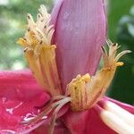 Musa velutina Flower