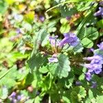 Glechoma hederacea ᱮᱴᱟᱜ