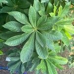 Barringtonia neocaledonica List