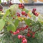 Euonymus latifolius ഫലം