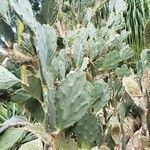 Opuntia dillenii Leht