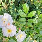 Rosa moschata Yaprak