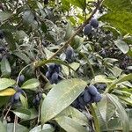 Osmanthus fragrans Fruit
