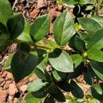 Vaccinium angustifolium Leaf